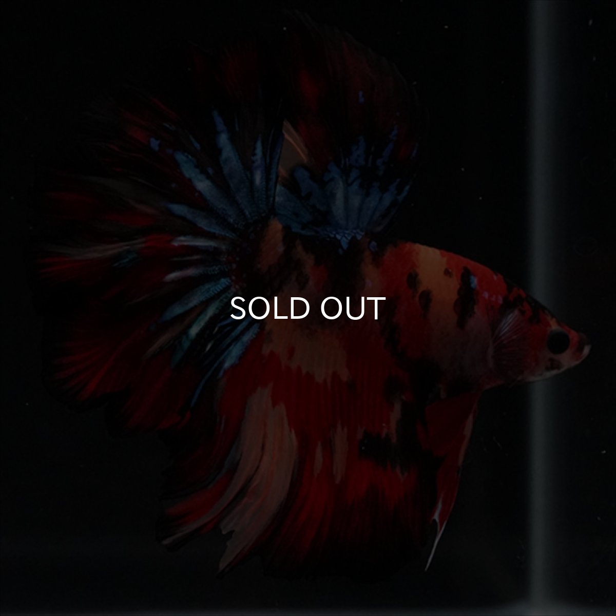 画像5: HM　キャンディ　ローズテール (5)