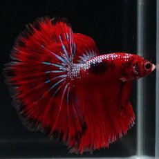 画像1: HM ファンシーレッド (1)