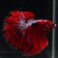 画像2: HM ファンシーレッド (2)