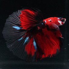 画像7: HM 鯉 クリアフィン (7)