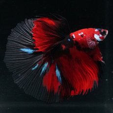 画像8: HM 鯉 クリアフィン (8)