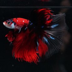 画像5: HM 鯉 クリアフィン (5)