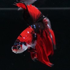 画像3: HM 鯉 クリアフィン (3)