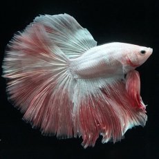 画像6: HM ファンシーピンク (6)