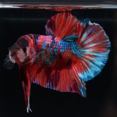 画像3: HMPK  キャンディギャラクシー (3)