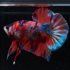 画像4: HMPK  キャンディギャラクシー (4)