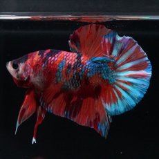 画像5: HMPK  キャンディギャラクシー (5)