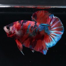 画像6: HMPK  キャンディギャラクシー (6)