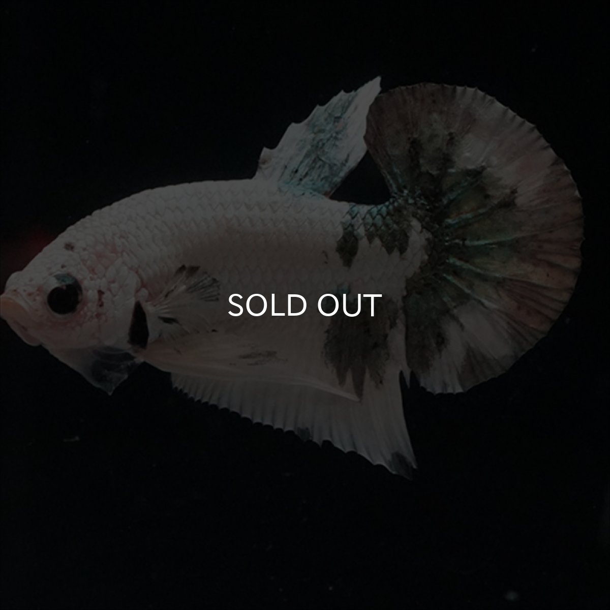 画像1: HMPK 　ホワイトカッパー (1)