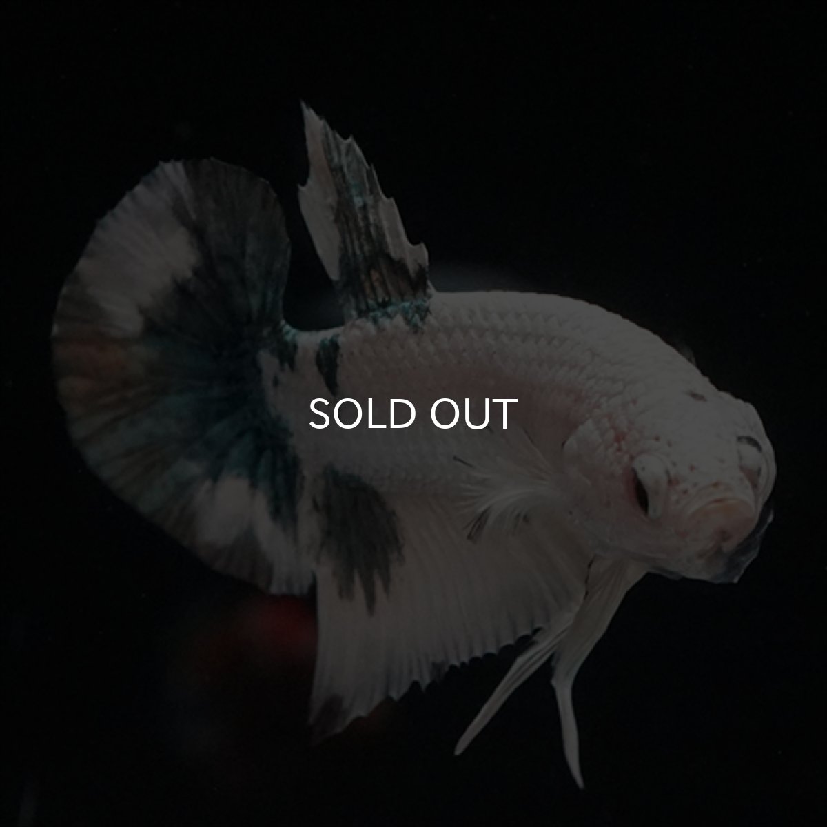 画像2: HMPK 　ホワイトカッパー (2)