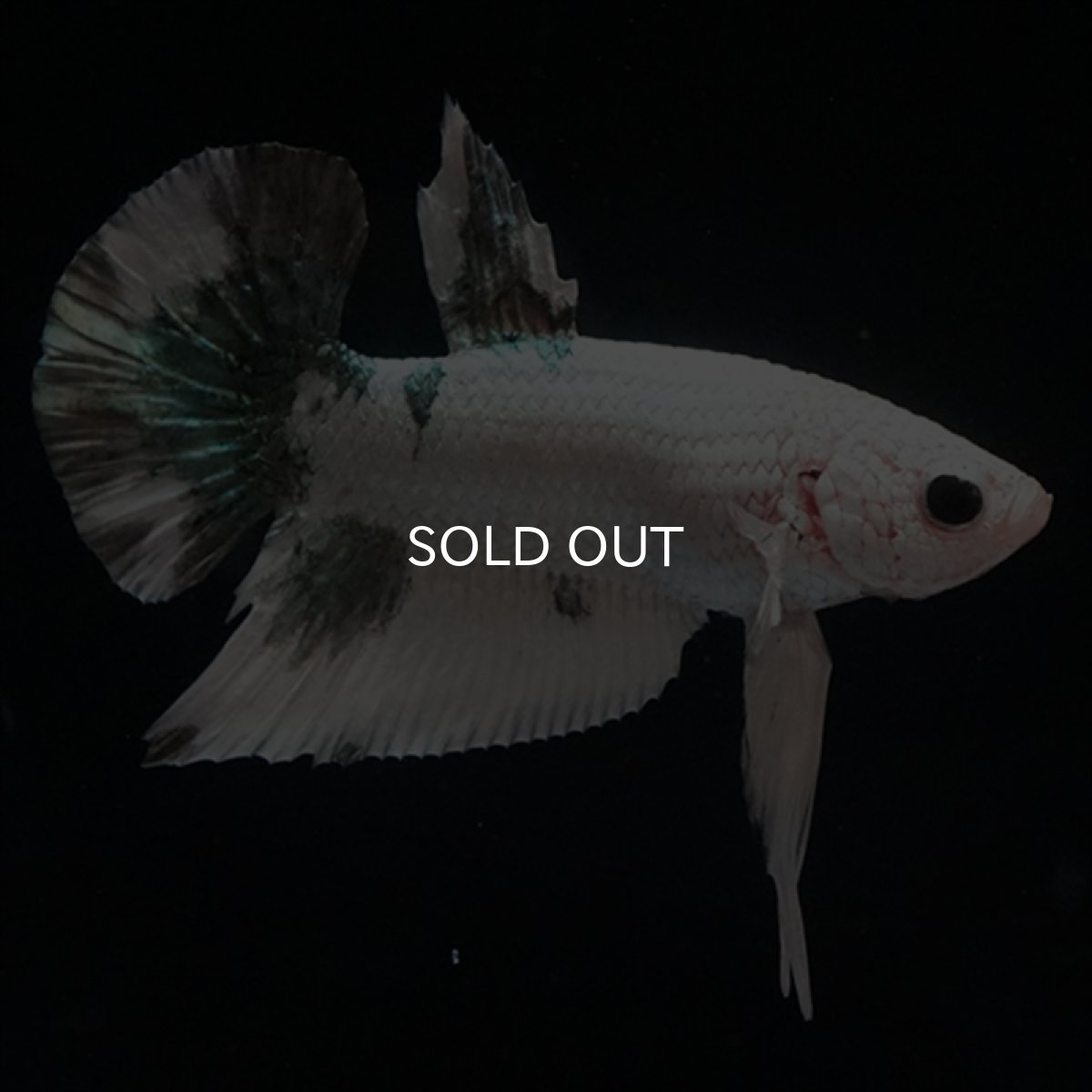 画像3: HMPK 　ホワイトカッパー (3)