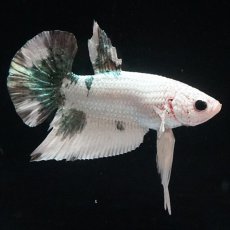 画像3: HMPK  ホワイトカッパー (3)