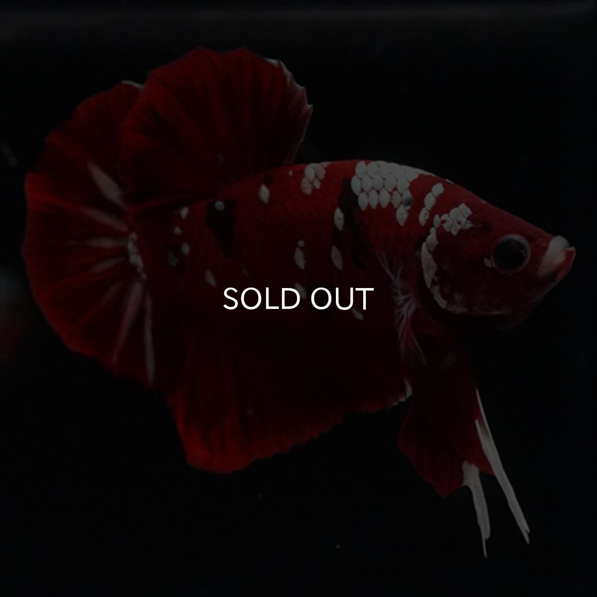 画像4: HMPK  レッドギャラクシー (4)