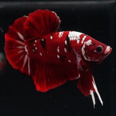 画像4: HMPK  レッドギャラクシー (4)