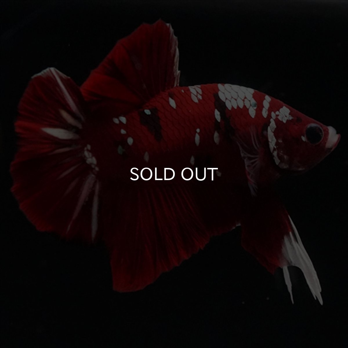 画像5: HMPK  レッドギャラクシー (5)