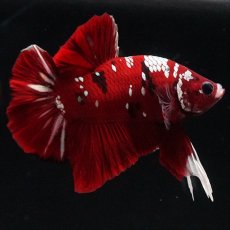 画像5: HMPK  レッドギャラクシー (5)