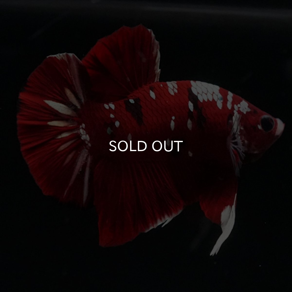 画像6: HMPK  レッドギャラクシー (6)