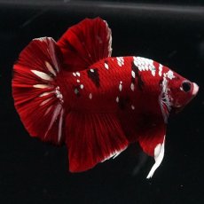 画像6: HMPK  レッドギャラクシー (6)