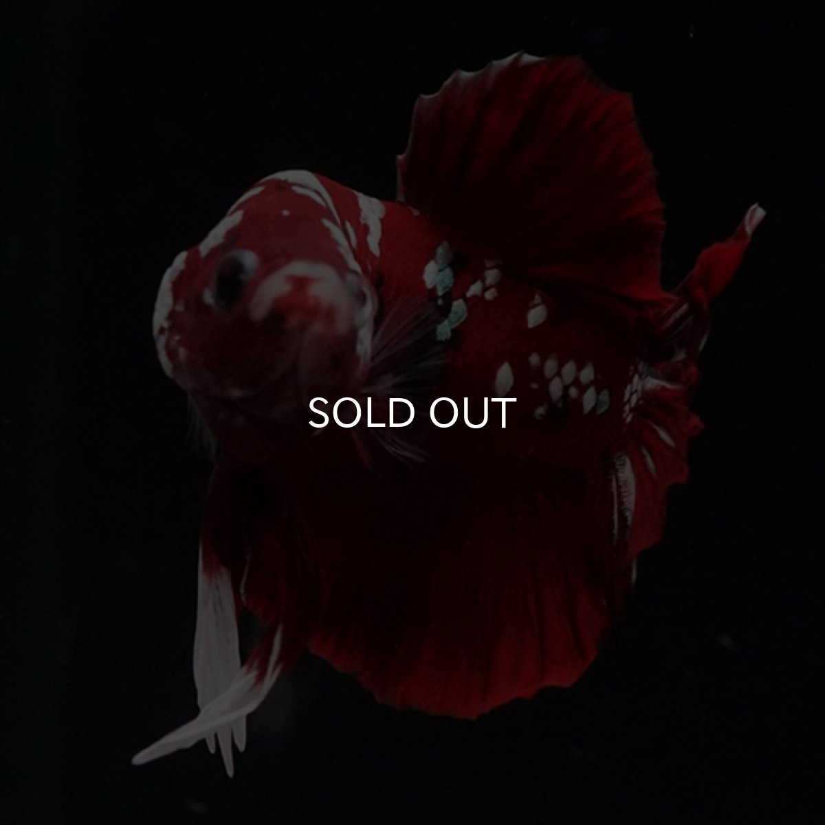 画像7: HMPK  レッドギャラクシー (7)