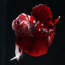 画像7: HMPK  レッドギャラクシー (7)