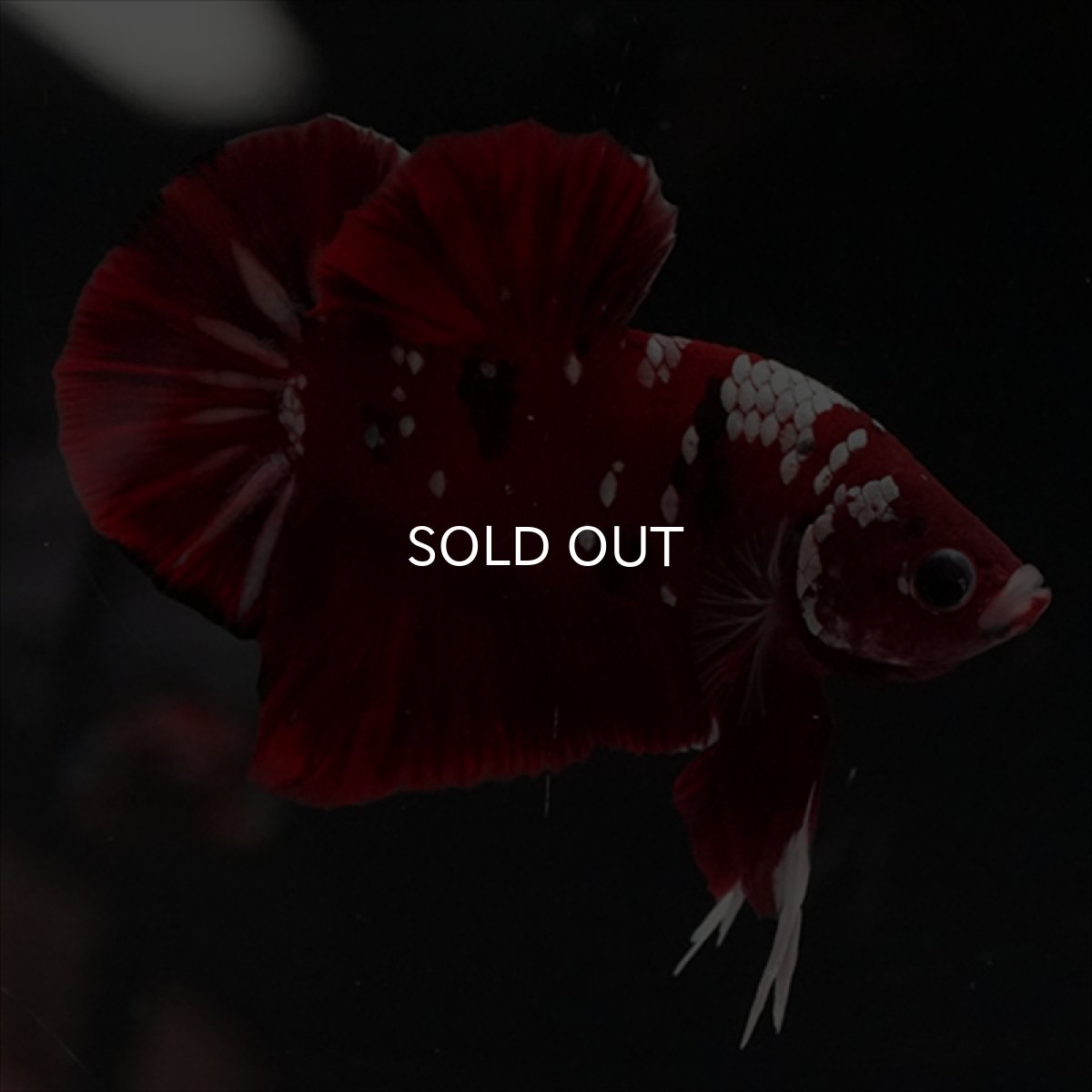 画像8: HMPK  レッドギャラクシー (8)