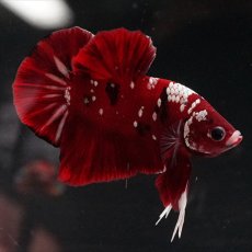 画像8: HMPK  レッドギャラクシー (8)