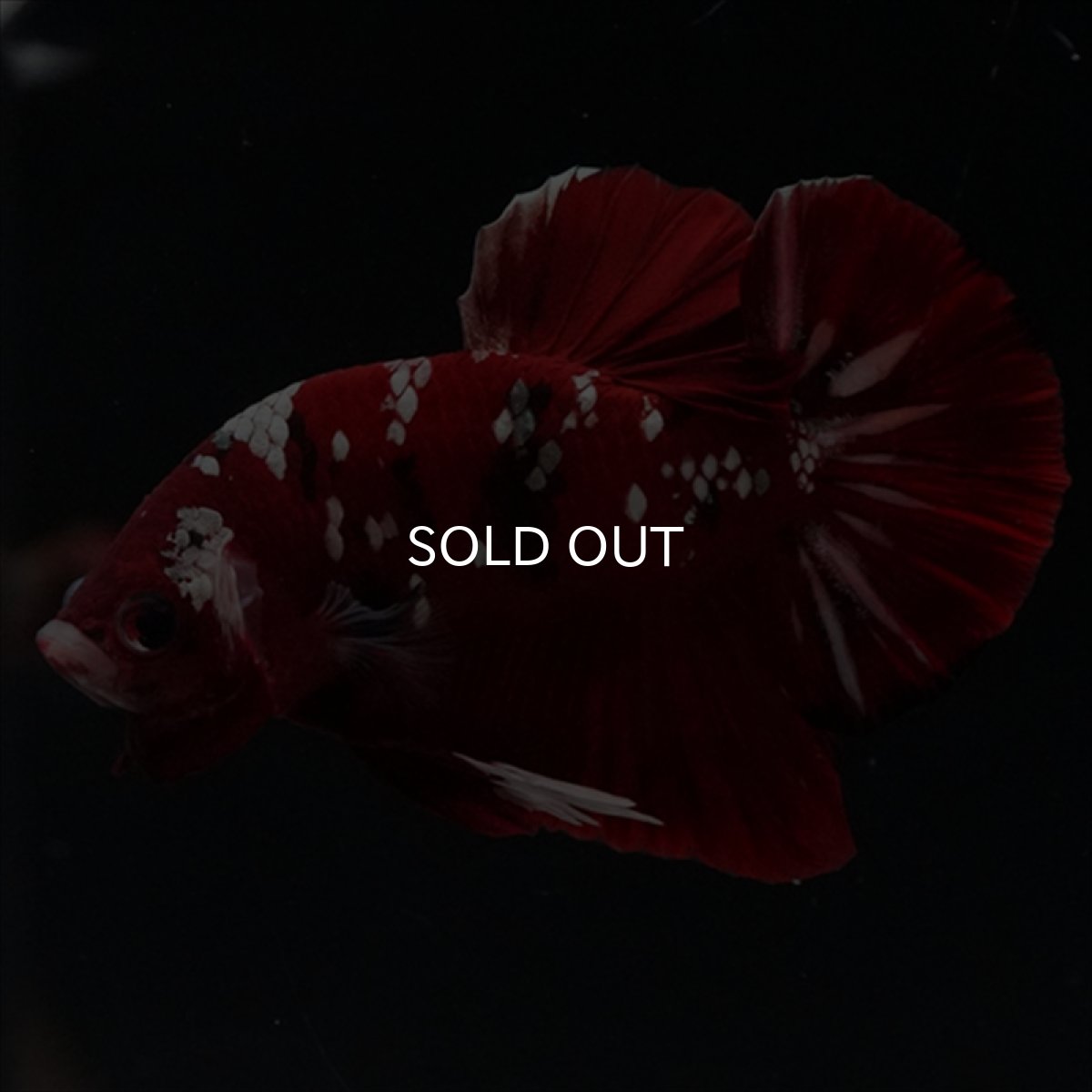 画像9: HMPK  レッドギャラクシー (9)