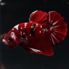 画像9: HMPK  レッドギャラクシー (9)