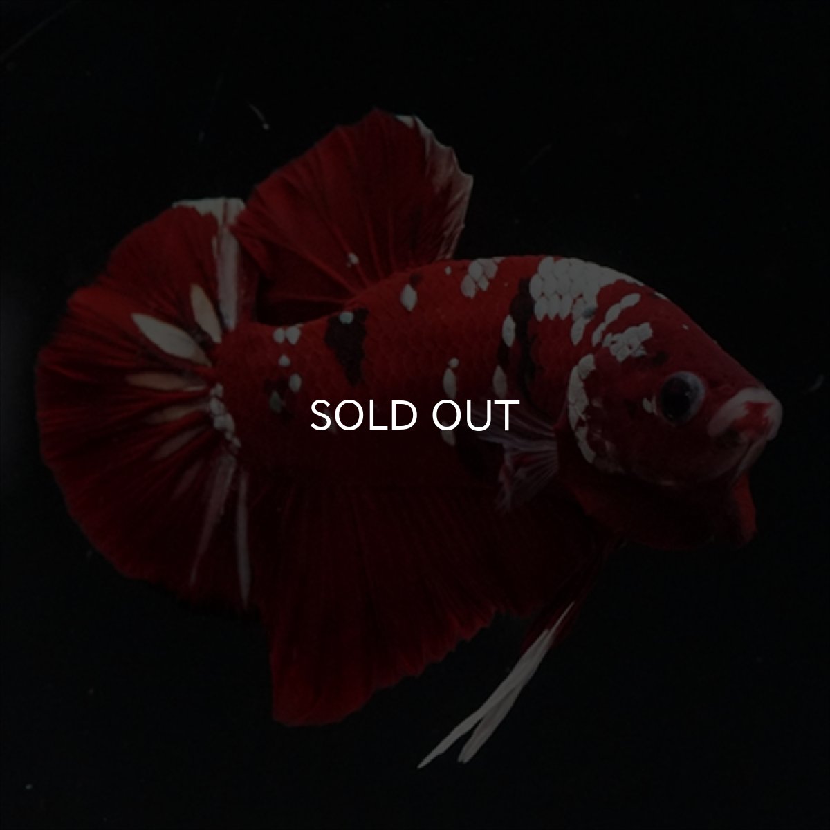 画像10: HMPK  レッドギャラクシー (10)