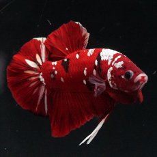 画像10: HMPK  レッドギャラクシー (10)