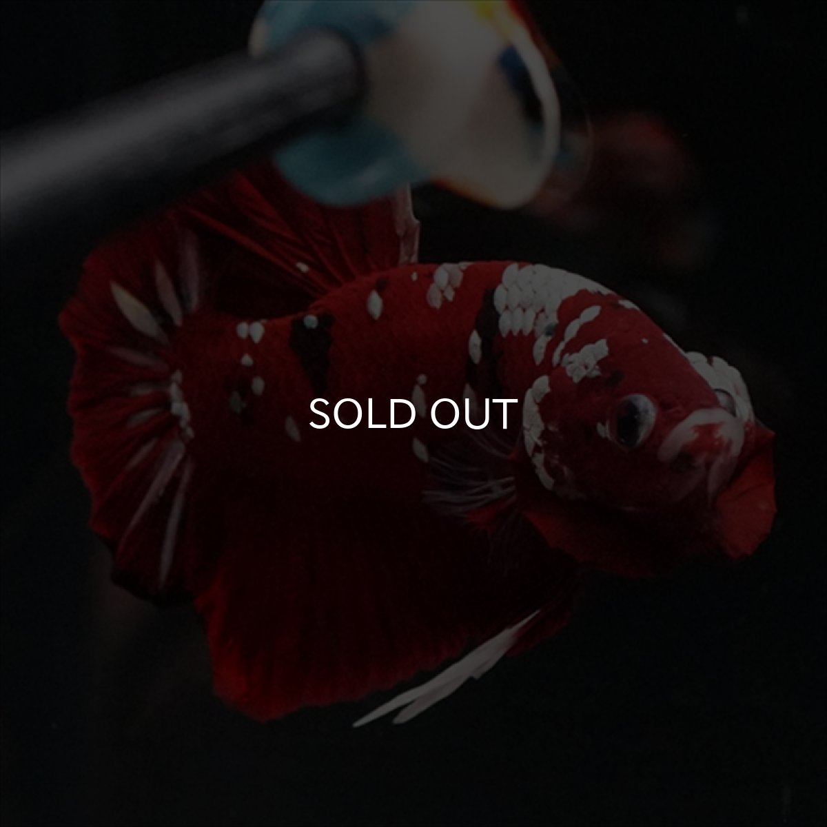 画像11: HMPK  レッドギャラクシー (11)