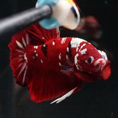 画像11: HMPK  レッドギャラクシー (11)