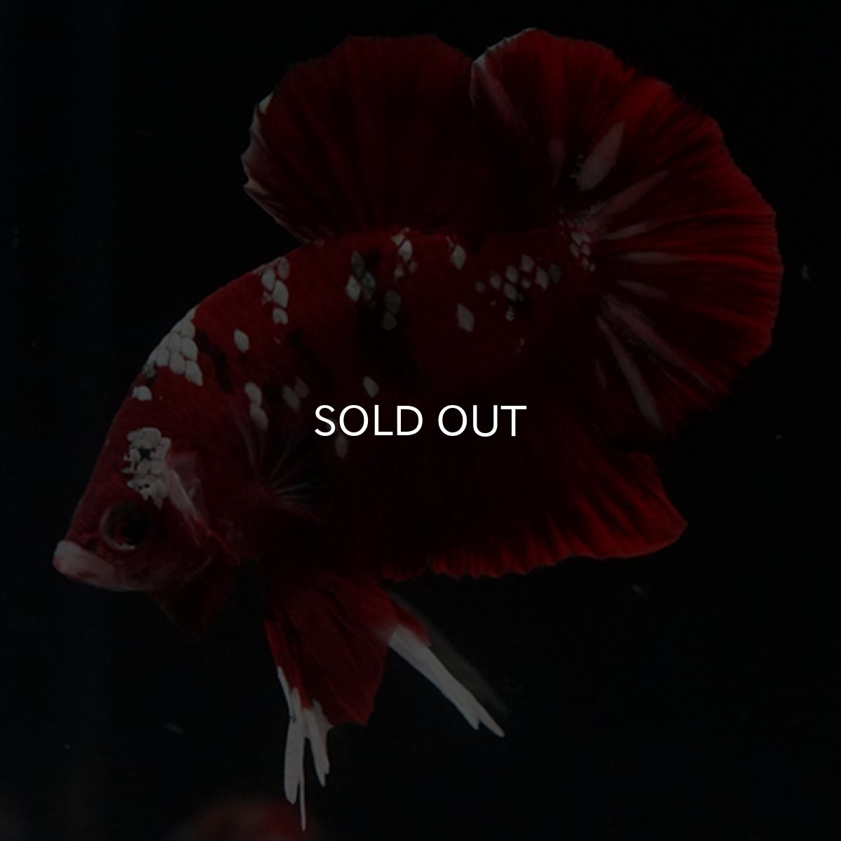 画像2: HMPK  レッドギャラクシー (2)