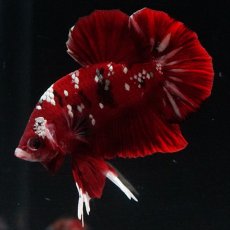 画像2: HMPK  レッドギャラクシー (2)