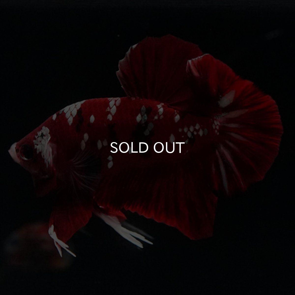 画像3: HMPK  レッドギャラクシー (3)