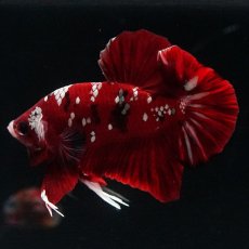 画像3: HMPK  レッドギャラクシー (3)