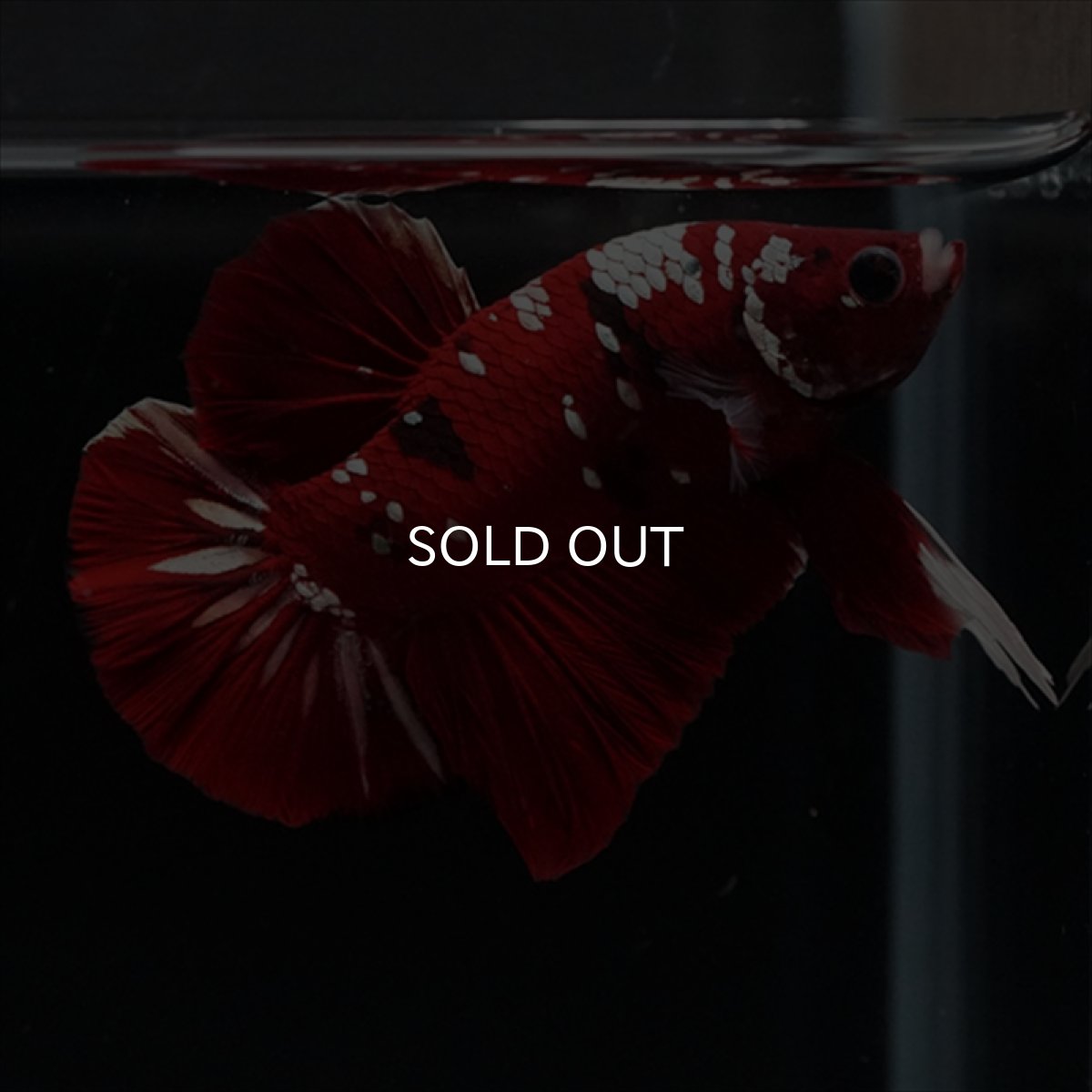 画像12: HMPK  レッドギャラクシー (12)