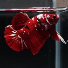 画像12: HMPK  レッドギャラクシー (12)