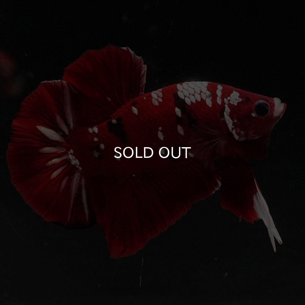 画像1: HMPK  レッドギャラクシー (1)