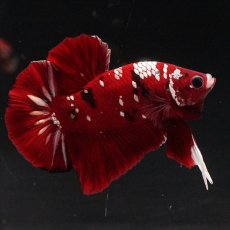 画像1: HMPK  レッドギャラクシー (1)