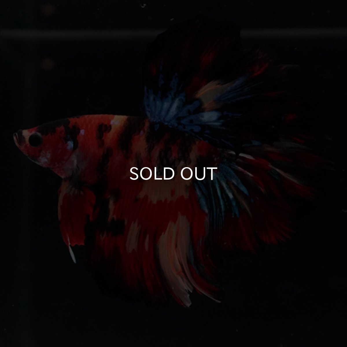 画像7: HM　キャンディ　ローズテール (7)