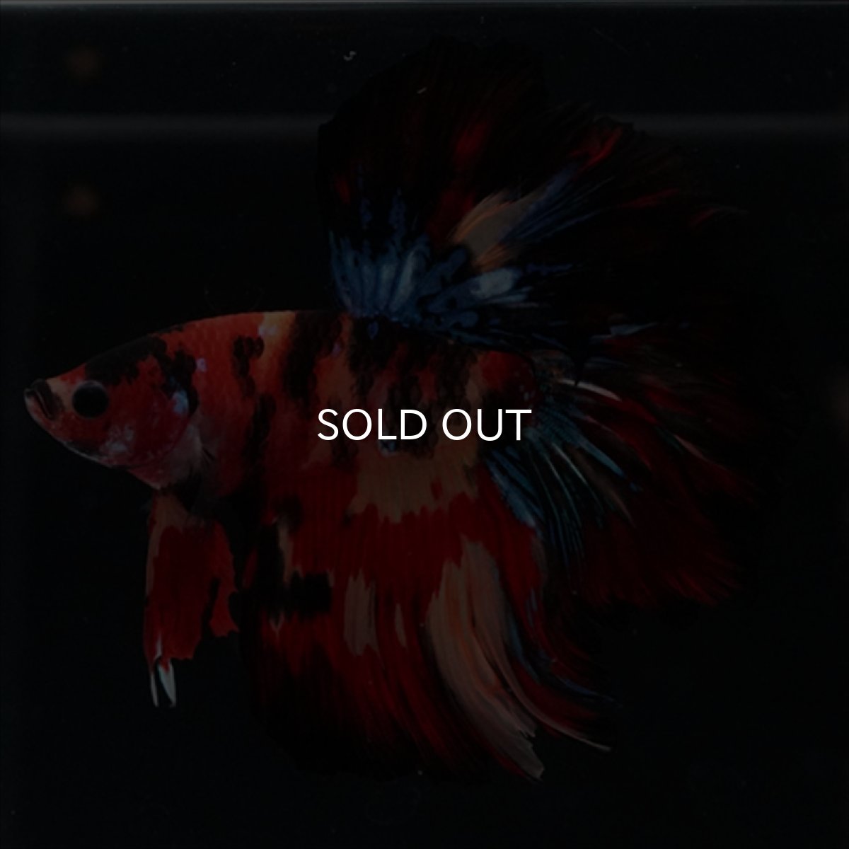 画像3: HM　キャンディ　ローズテール (3)