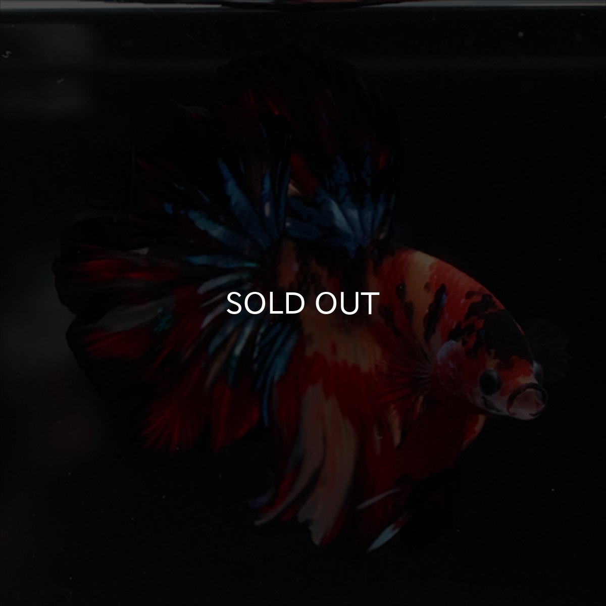 画像8: HM　キャンディ　ローズテール (8)