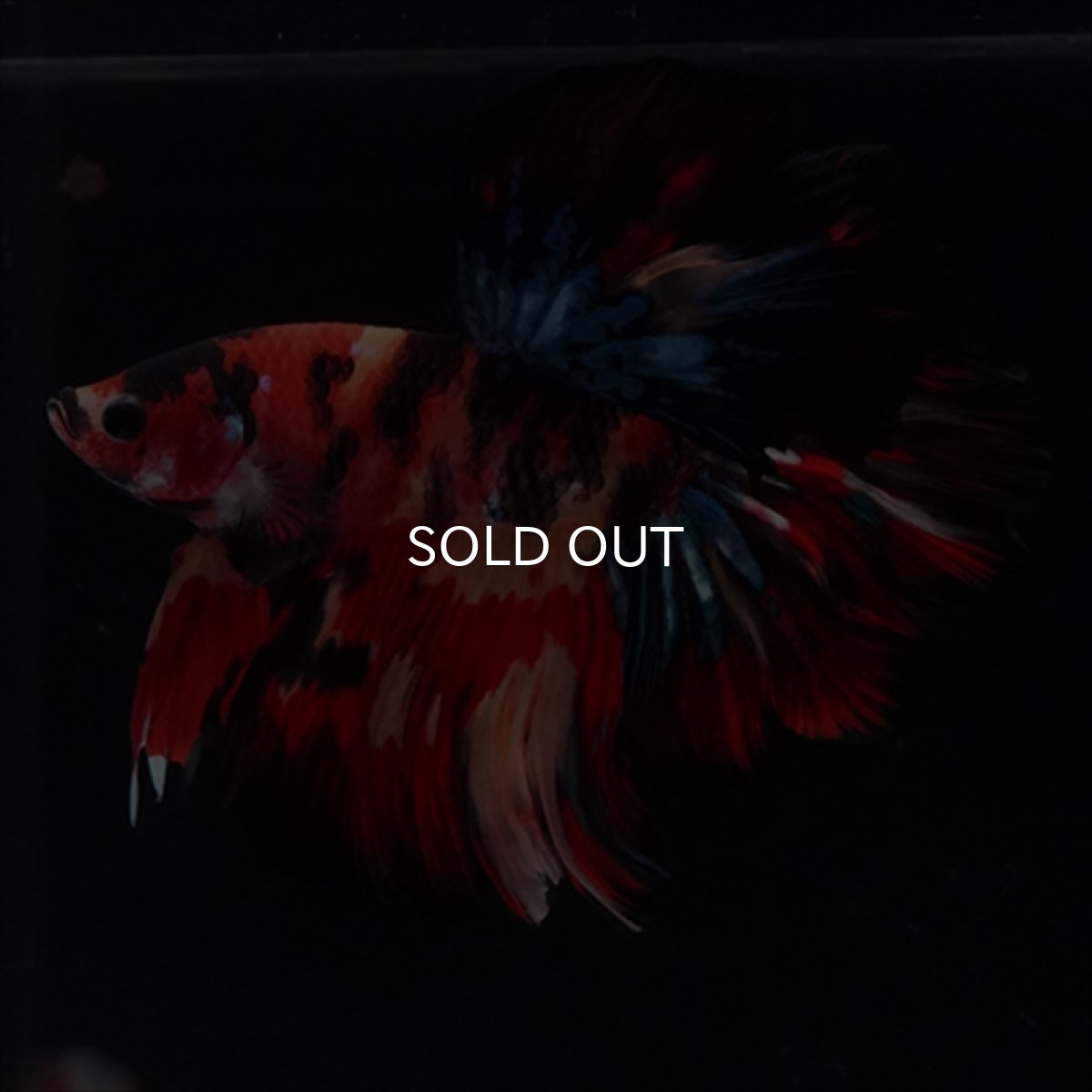 画像9: HM　キャンディ　ローズテール (9)