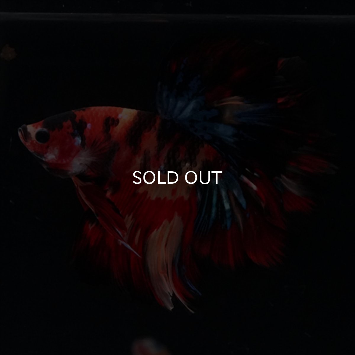 画像10: HM　キャンディ　ローズテール (10)