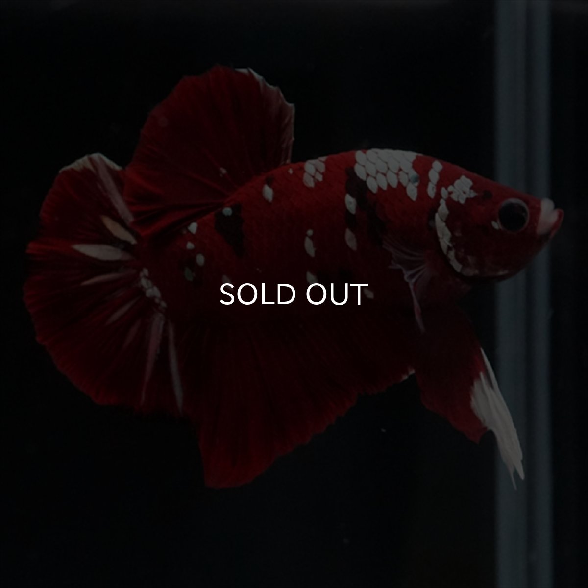 画像13: HMPK  レッドギャラクシー (13)