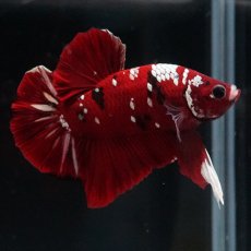 画像13: HMPK  レッドギャラクシー (13)