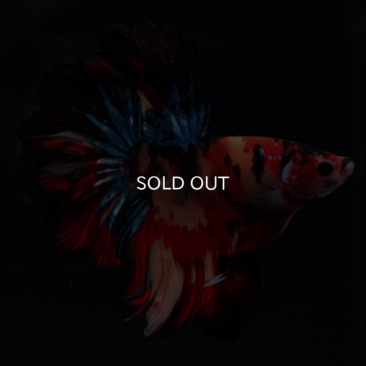 画像11: HM　キャンディ　ローズテール (11)