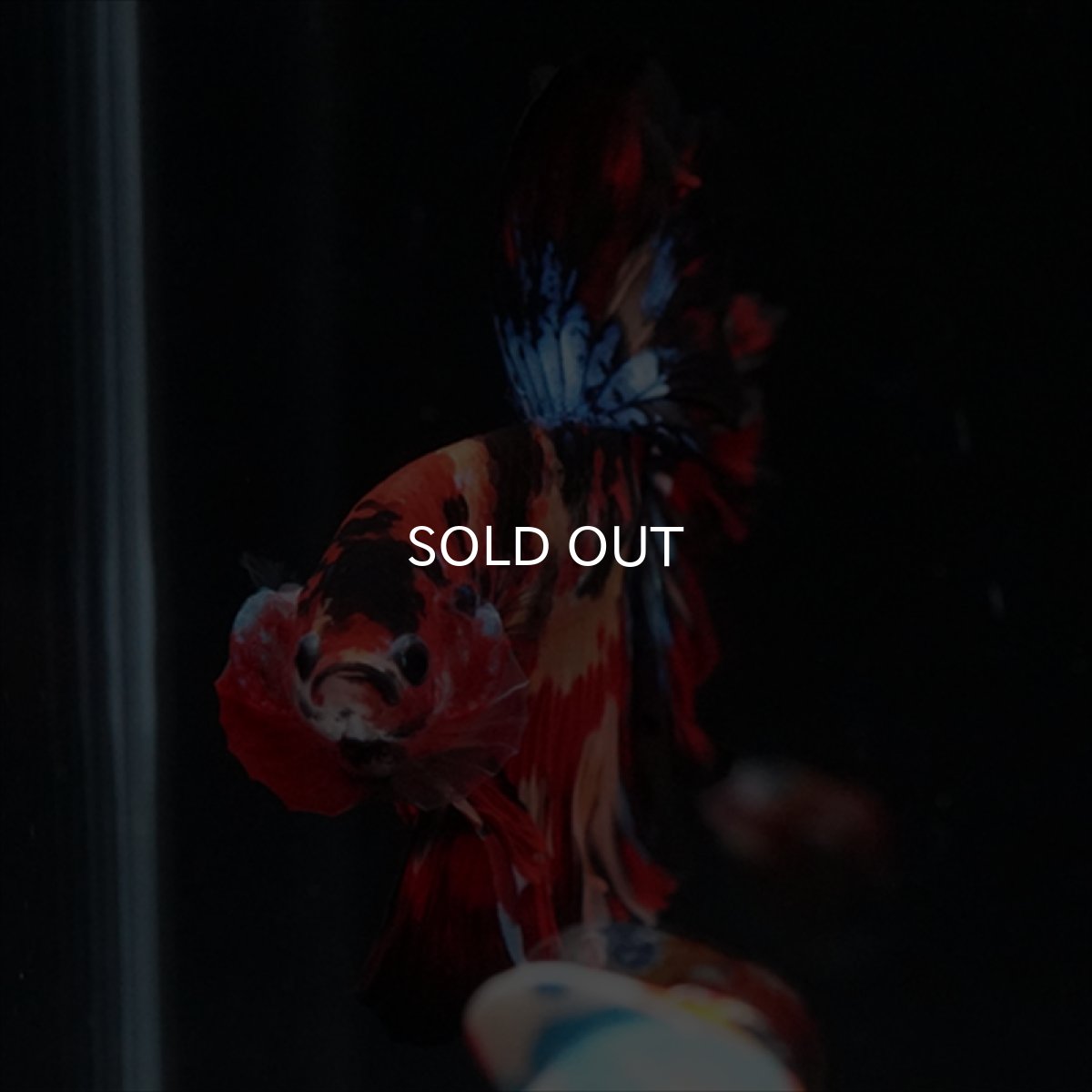 画像12: HM　キャンディ　ローズテール (12)