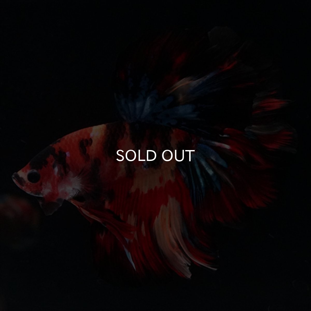 画像13: HM　キャンディ　ローズテール (13)